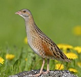 UN OISEAU RARE A SEMPIGNY !